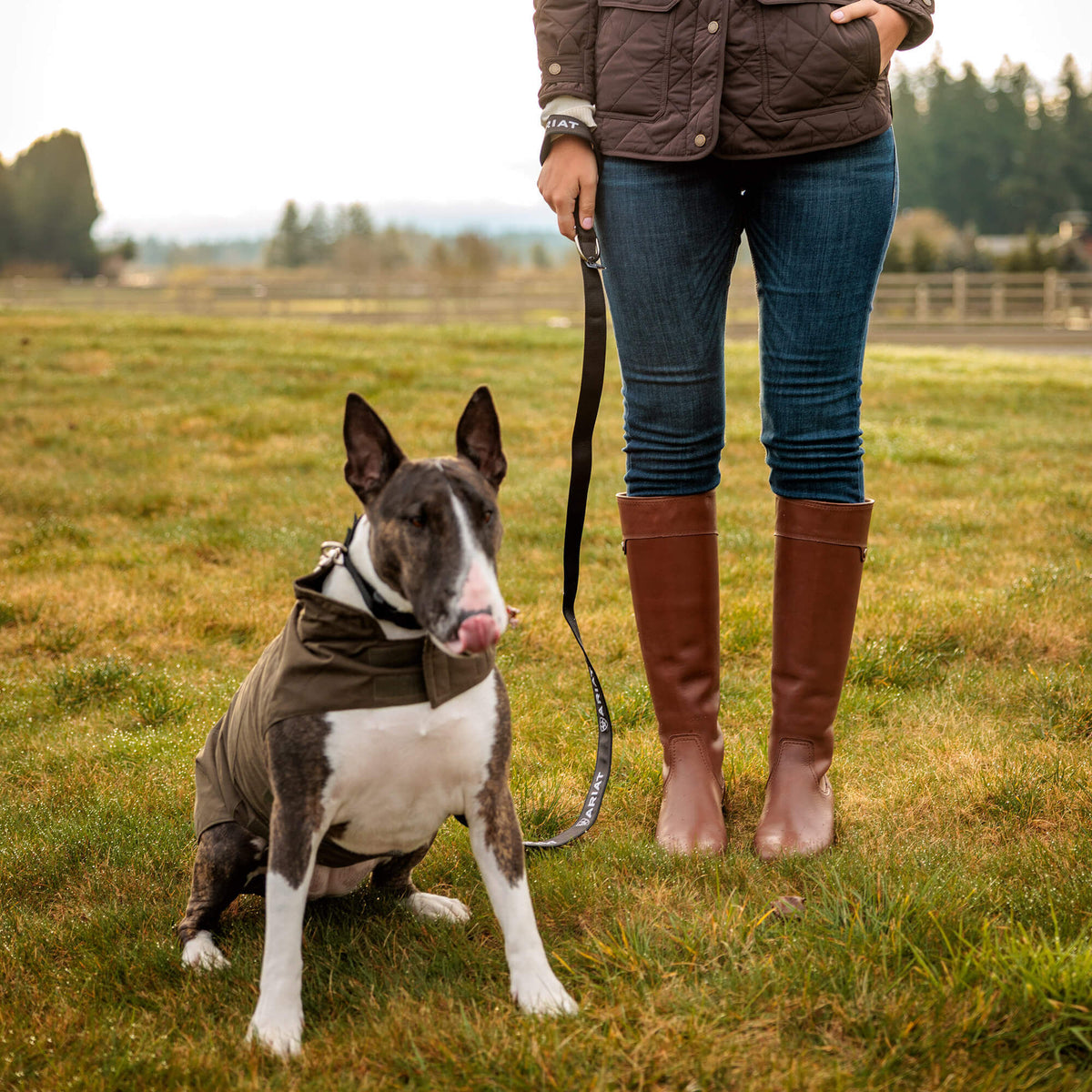 Ariat Smart Buy Argentium Dog Jacket