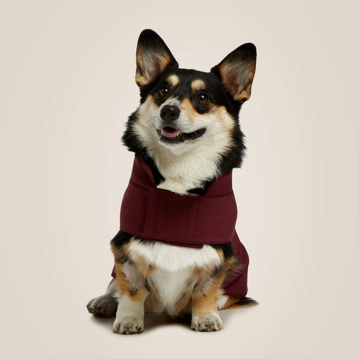 Ariat Special Offer Team Softshell Dog Jacket